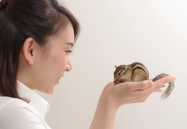 リスのシッター
