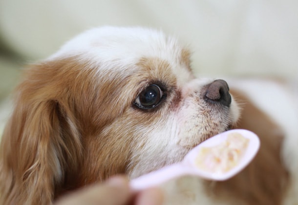 犬の食事風景